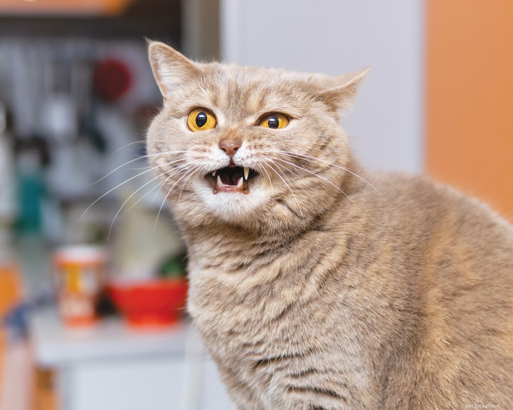 Is Your Cat’s Strange Behavior a Medical Problem? Learn the Signs.