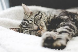 Effective Treatment for Cat Colds and Flu: Quick Relief & Prevention Tips