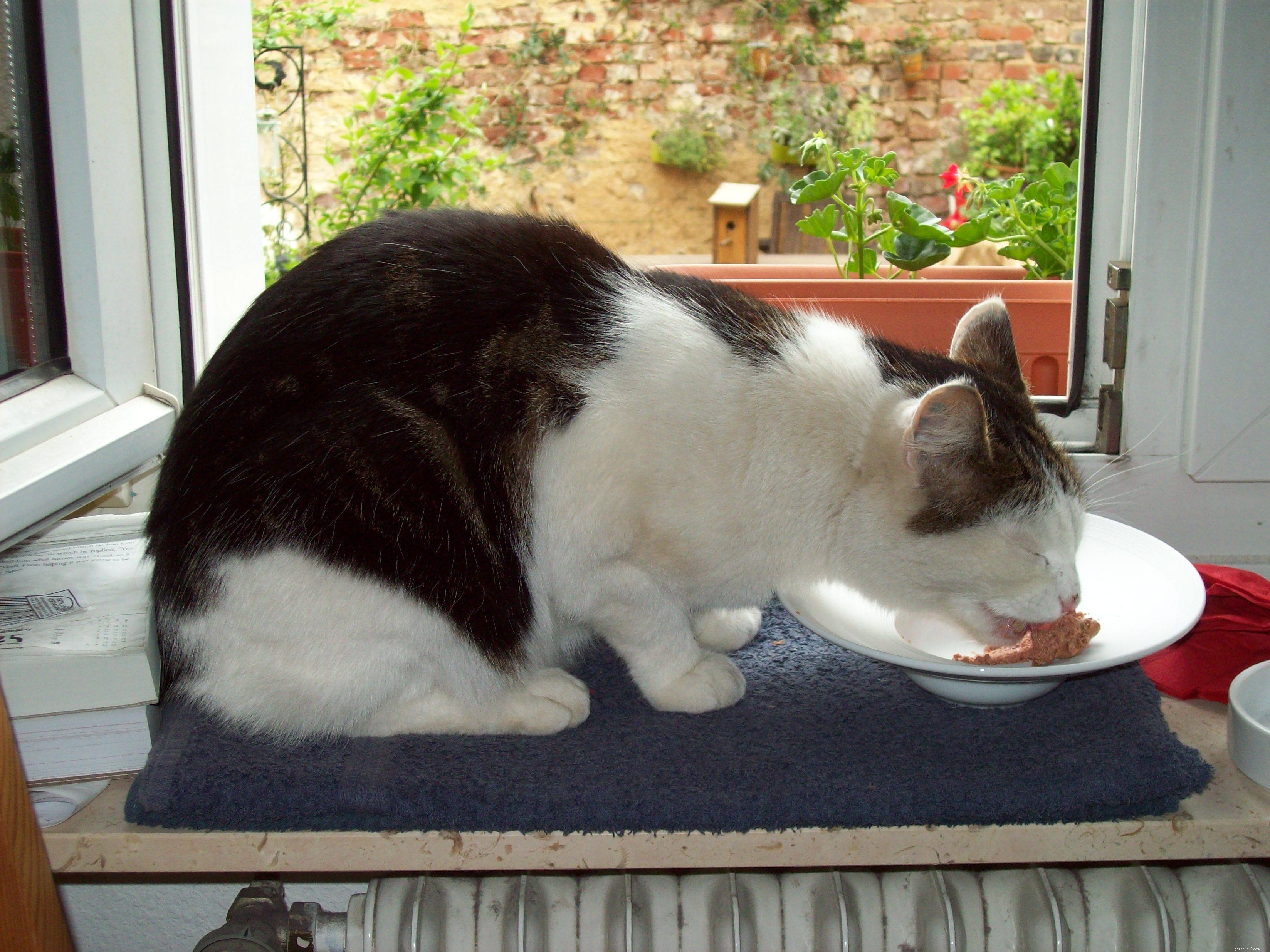 Natural Strategies to Preserve Your Cat’s Teeth and Gums