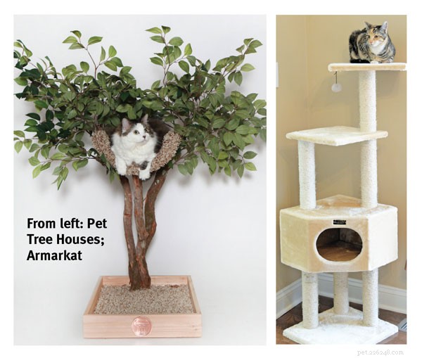 Kitten Adoption Essentials: Your Complete Survival Guide