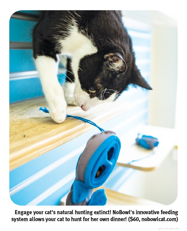 Create a Thriving Home: Proven Tips to Enrich Your Cat s Environment