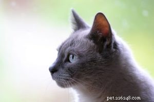 Discover Your Cat’s Heritage: Comprehensive DNA Test Kit