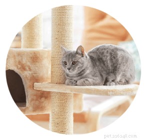 Jackson Galaxy’s 4 Proven Keys to Successful Cat Scratching