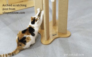 Jackson Galaxy’s 4 Proven Keys to Successful Cat Scratching