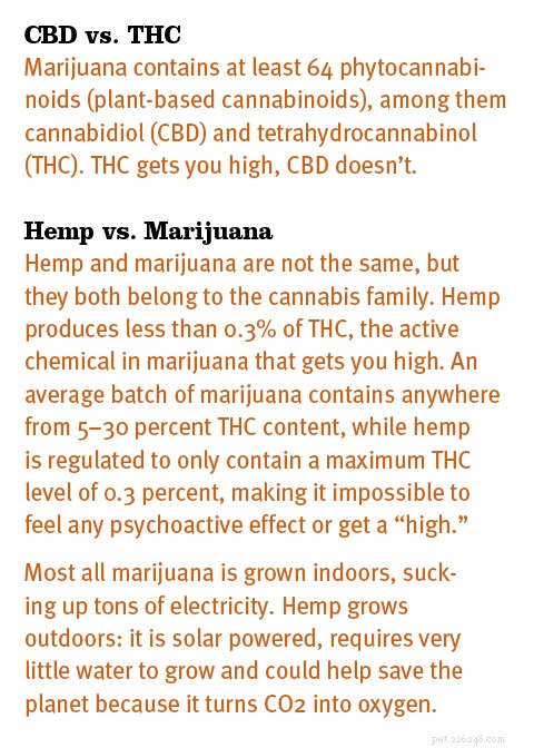 Using CBD Oil to Support Cat Health and Comfort