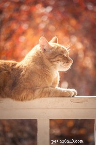 Celebrate National Take Your Cat to the Vet Day – Ensure Your Feline’s Health Today