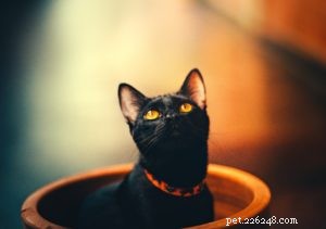 Celebrate National Take Your Cat to the Vet Day – Ensure Your Feline’s Health Today