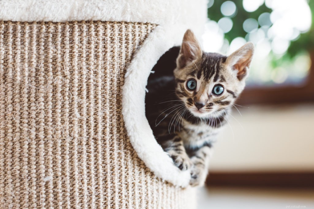 What Your Cat Really Feels During Social Distancing