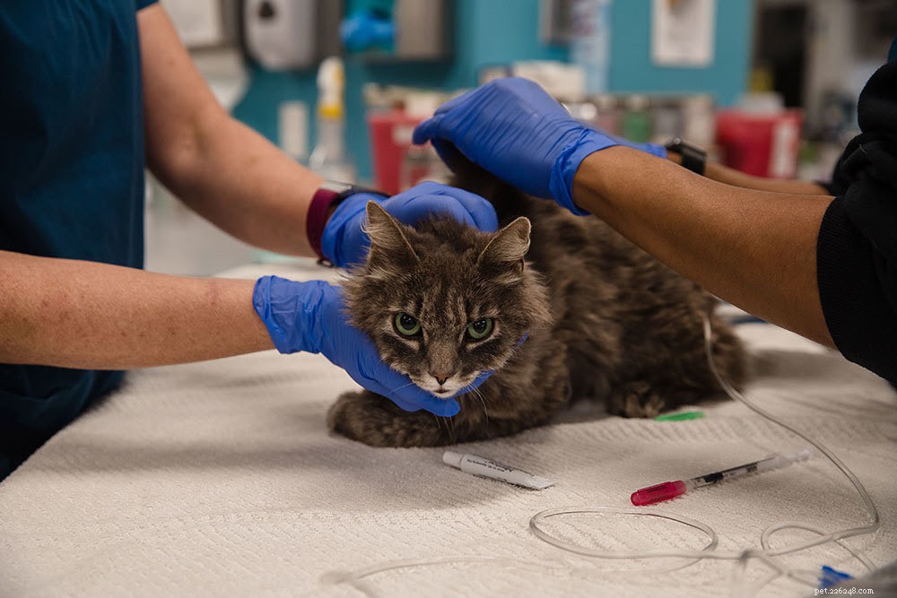 Do Cats Contract COVID-19? What You Need to Know