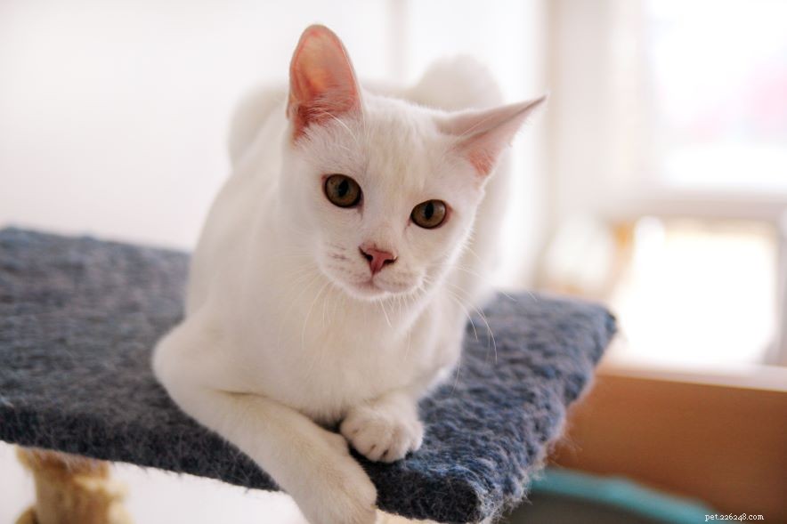 Veterinary Assurance: Pets Are Unlikely to Contract COVID-19