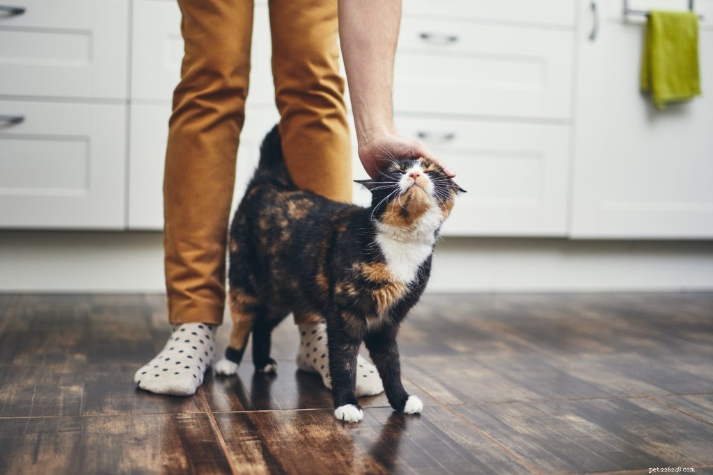 Is CBD Oil Safe and Effective for Your Cat? Find Out