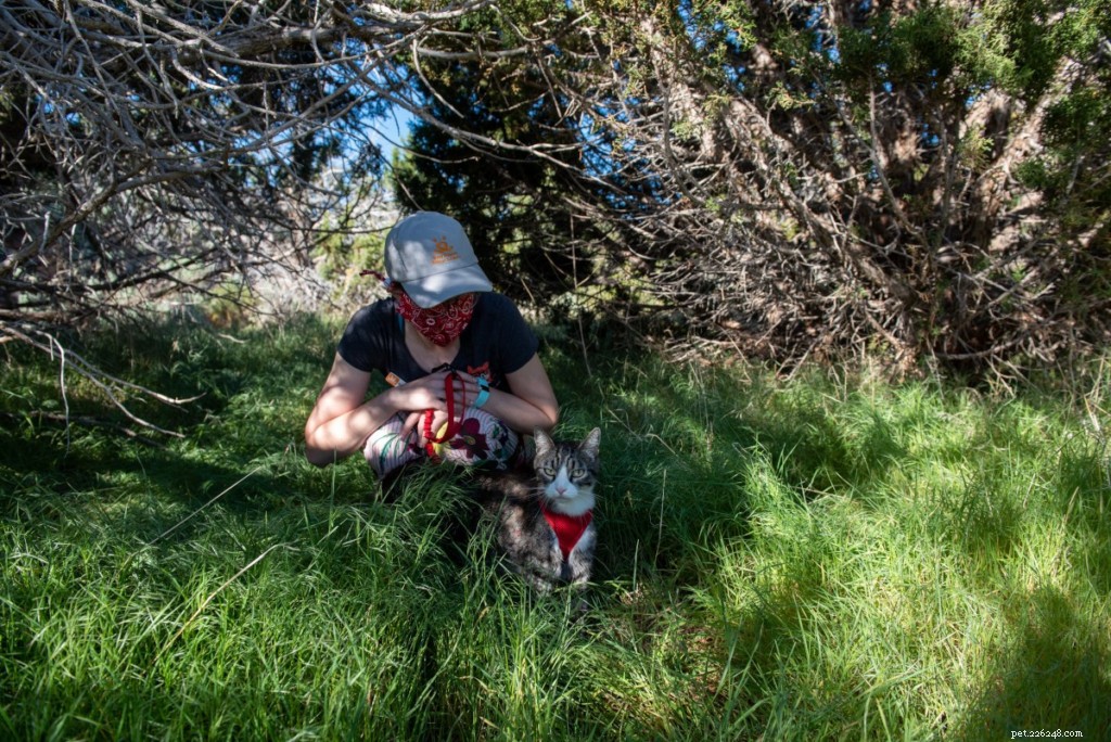 February Focus: Keeping Your Cat Healthy This National Cat Health Month