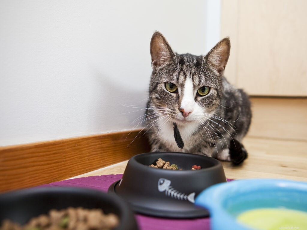 Master Cat Dining Etiquette: The Ultimate Guide to Peaceful Mealtime in Multi-Cat Homes