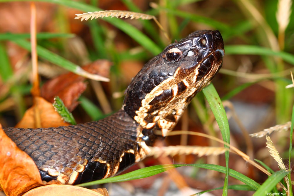 How to Handle a Snake Bite on Your Cat: Immediate Steps & Prevention