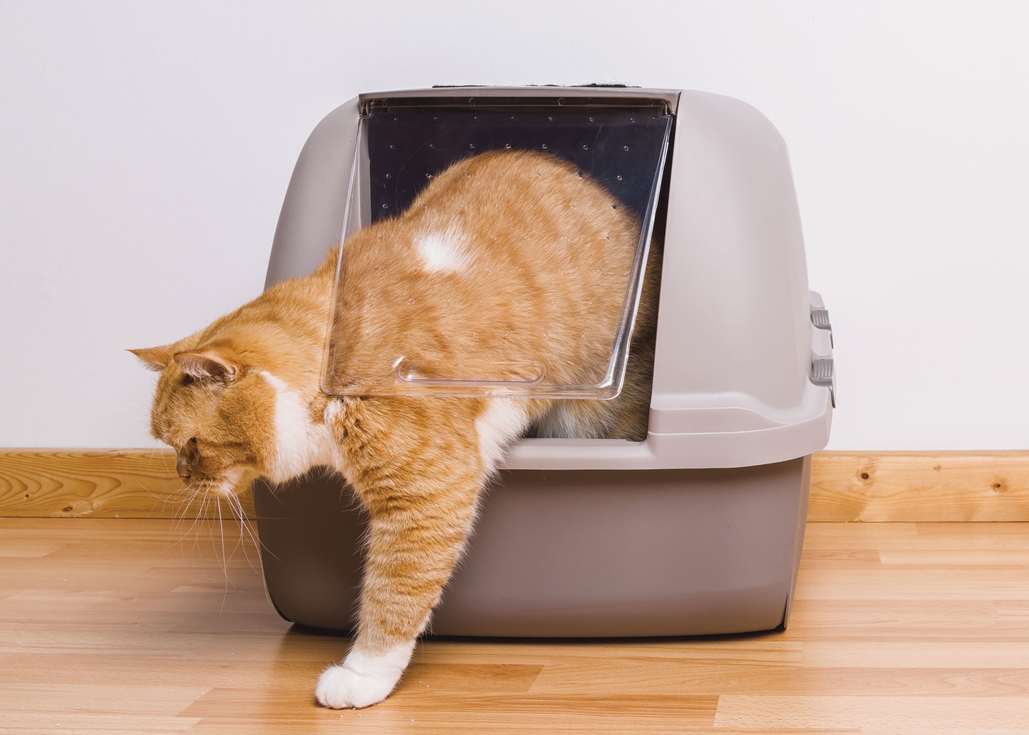8 Fascinating Facts About Cats Every Owner Should Know