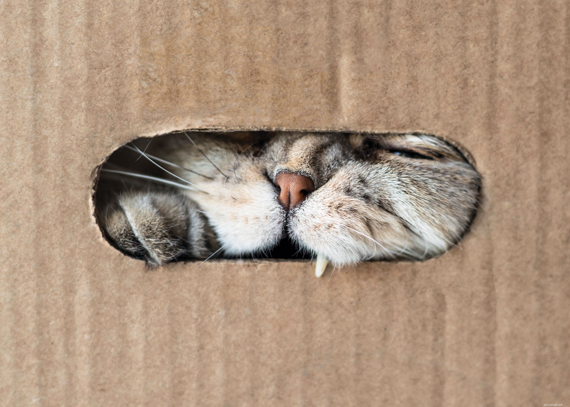 8 Fascinating Facts About Cats Every Owner Should Know