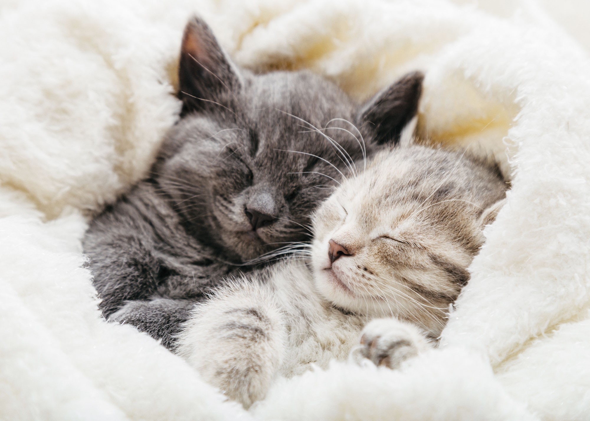 8 Fascinating Facts About Cats Every Owner Should Know