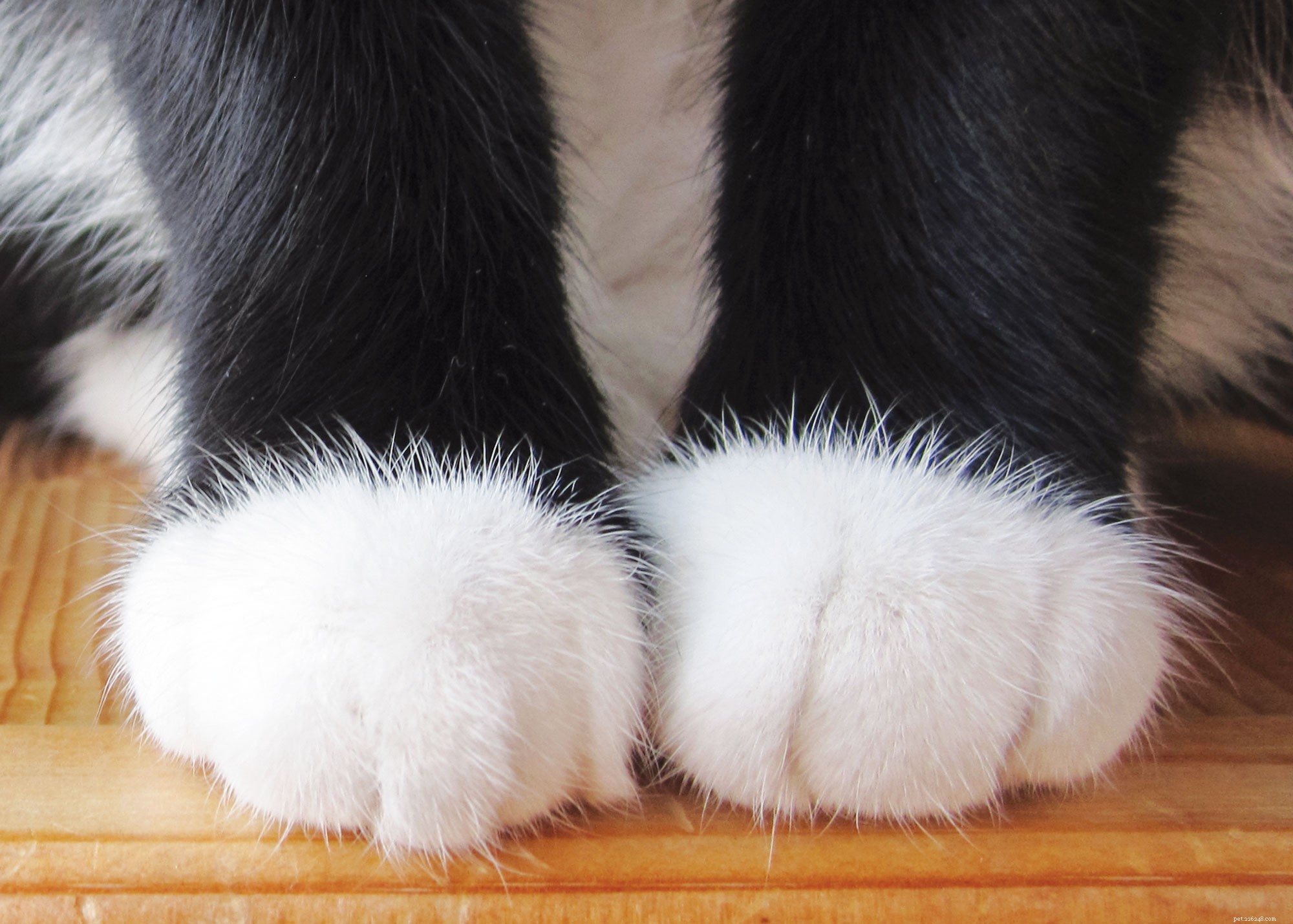 8 Fascinating Facts About Cats Every Owner Should Know