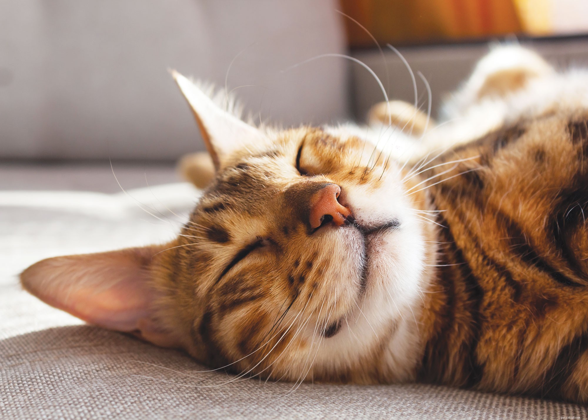 8 Fascinating Facts About Cats Every Owner Should Know
