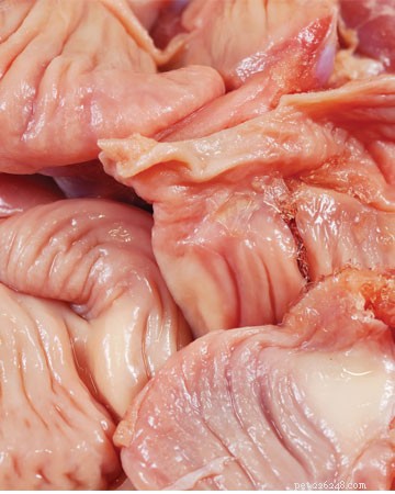 11 Human Foods Cats Can Safely Enjoy