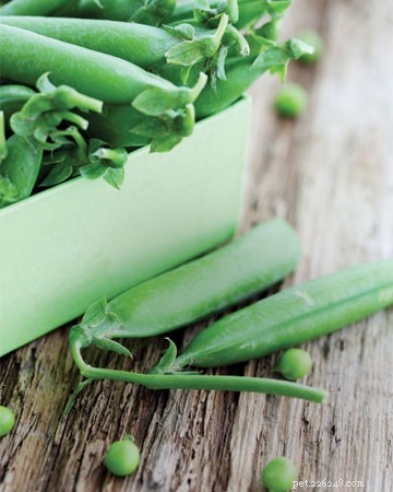 11 Human Foods Cats Can Safely Enjoy