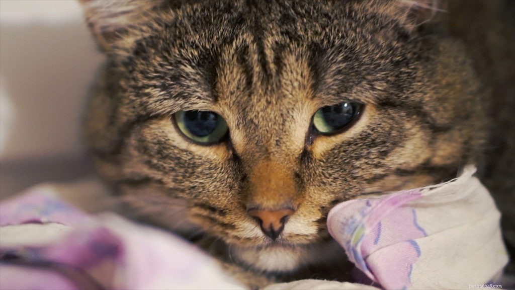 If Your Cat Vomits, Act Daily to Safeguard Their Health