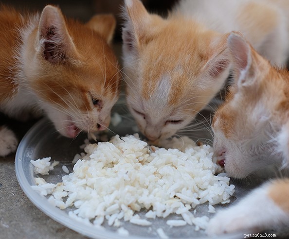 If Your Cat Vomits, Act Daily to Safeguard Their Health