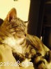 Ask Lyle: A Feral Cat s Quest for Freedom