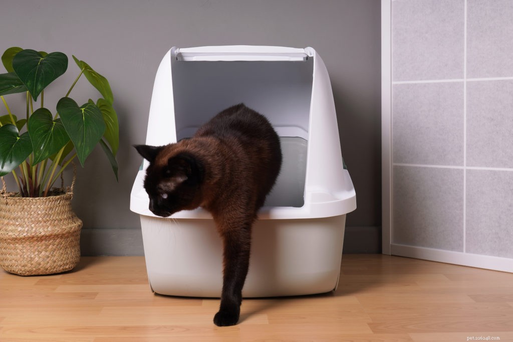 Prevent Litter Box Conflicts: Stop Cats from Ambushing Each Other