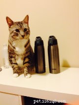 How to Help Your Cat Overcome Visitor Anxiety