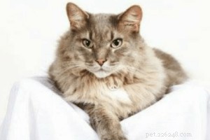 Meet Beau: The Clinic Cat Who Stole Our Hearts