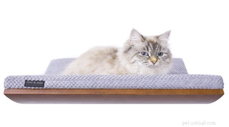 Why Cats Love Perching: The Science Behind Their Need for Height