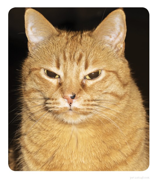 How to Help Your Cats Coexist When They Don’t Get Along