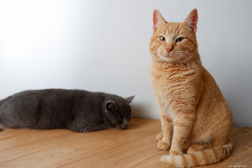 How to Help Your Cats Coexist When They Don’t Get Along