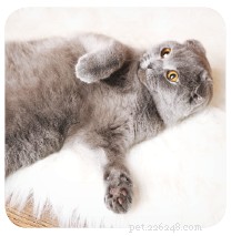 9 Unmistakable Signs Your Cat Loves You