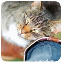 9 Unmistakable Signs Your Cat Loves You