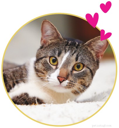9 Unmistakable Signs Your Cat Loves You