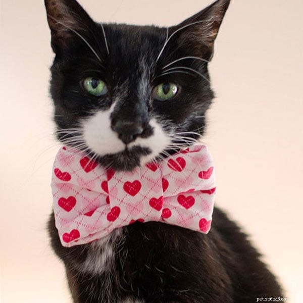 9 Unmistakable Signs Your Cat Loves You