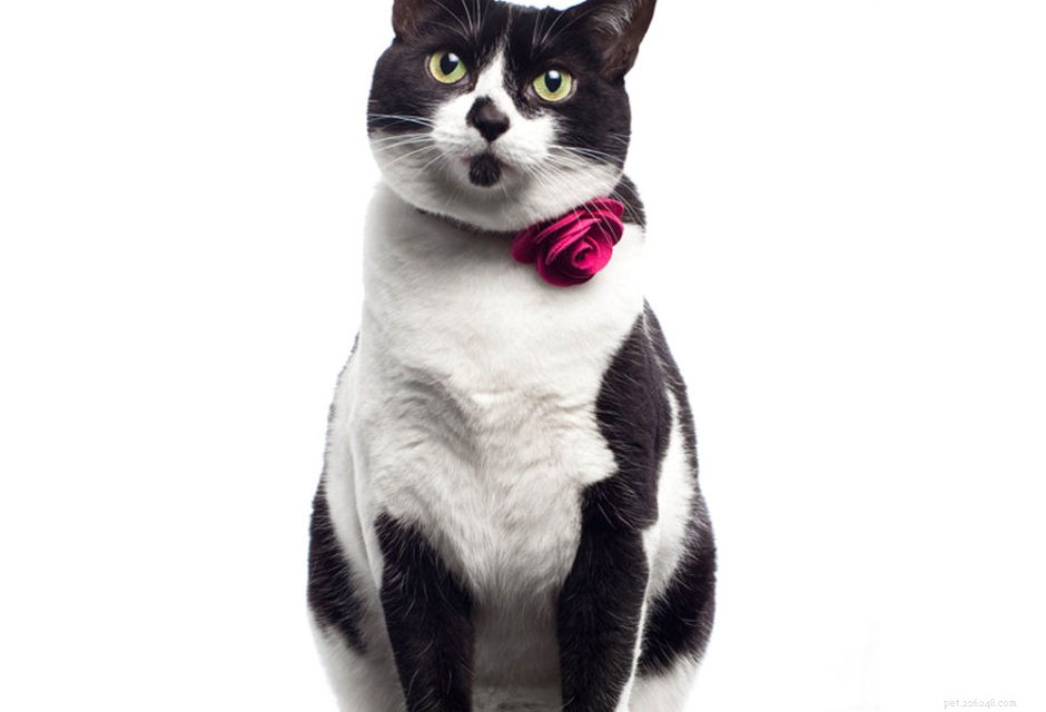 9 Unmistakable Signs Your Cat Loves You