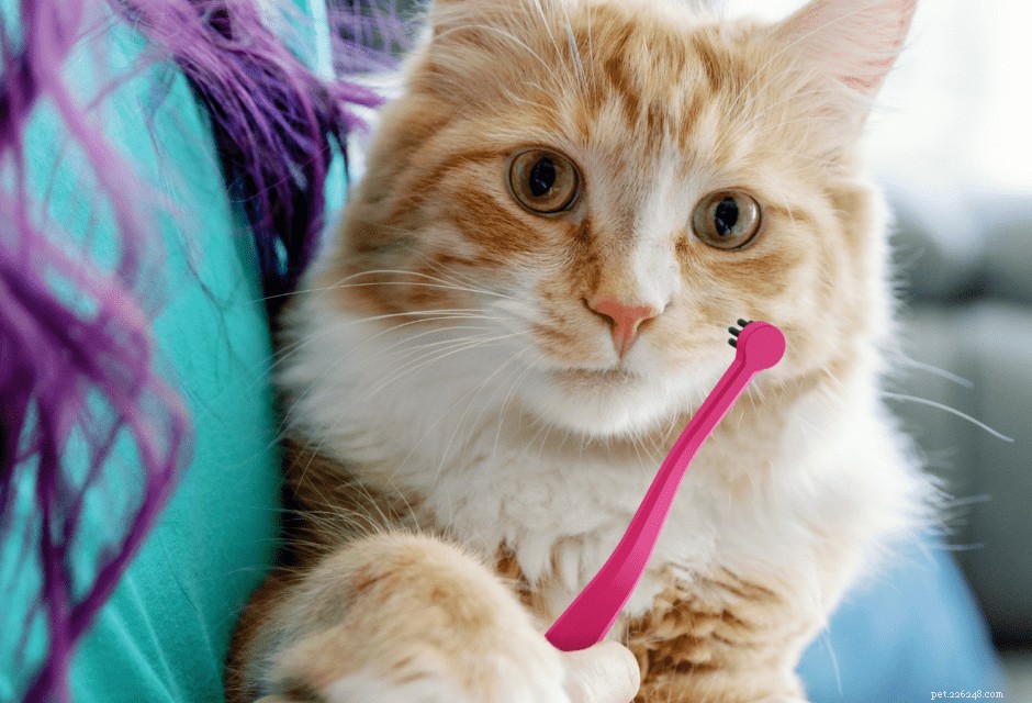 9 Unmistakable Signs Your Cat Loves You