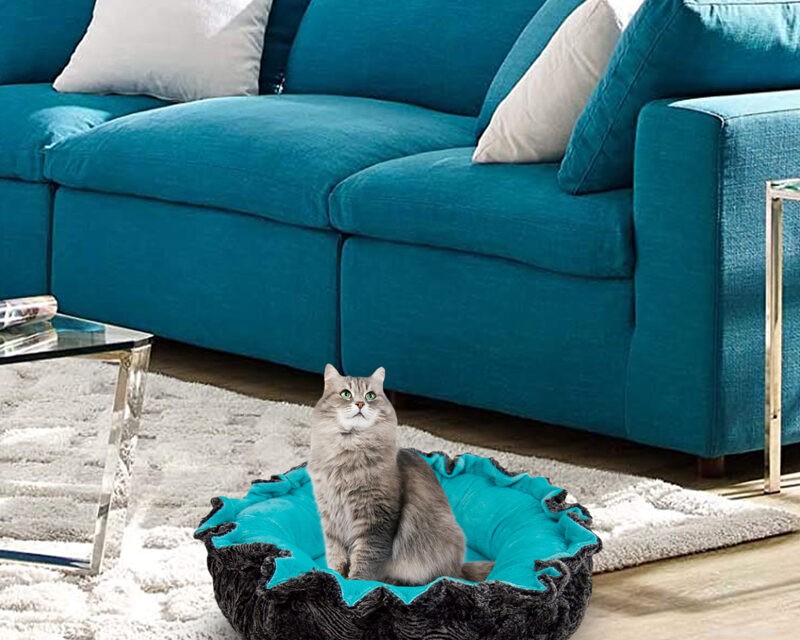 9 Unmistakable Signs Your Cat Loves You
