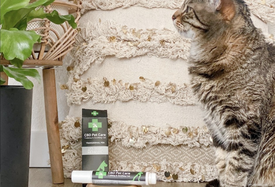 9 Unmistakable Signs Your Cat Loves You