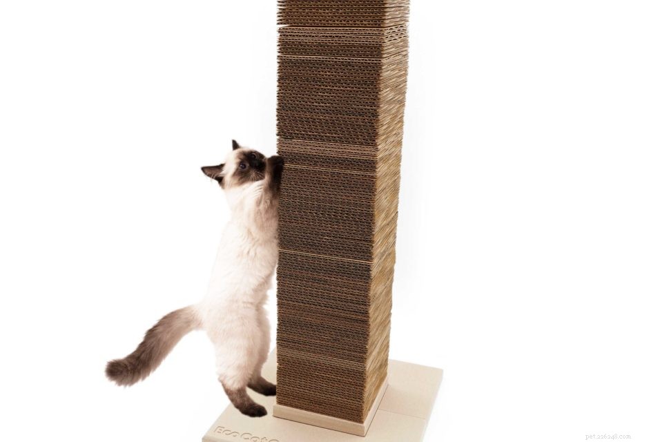 9 Unmistakable Signs Your Cat Loves You