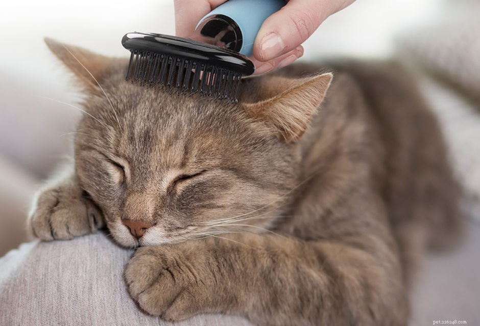 9 Unmistakable Signs Your Cat Loves You