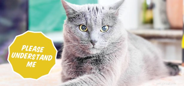 What Your Cat Is Really Thinking: Insights from a Behaviorist