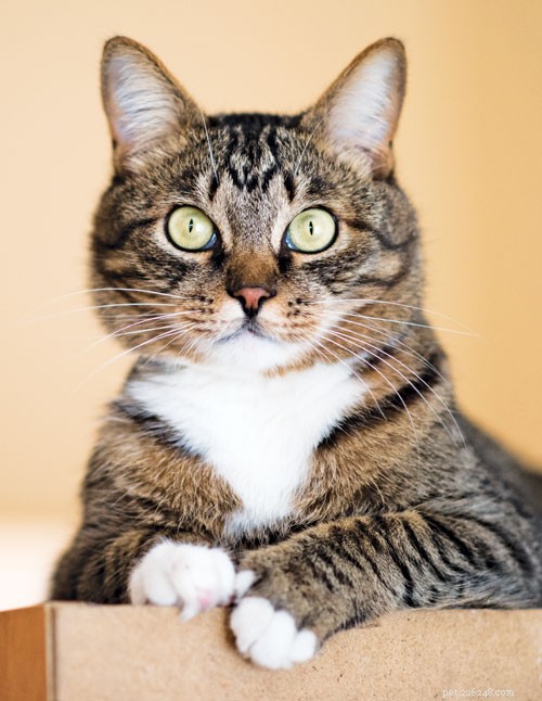 What Your Cat Is Really Thinking: Insights from a Behaviorist