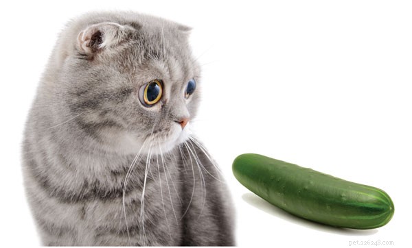 The Science Behind Cats’ Startle Response to Cucumbers