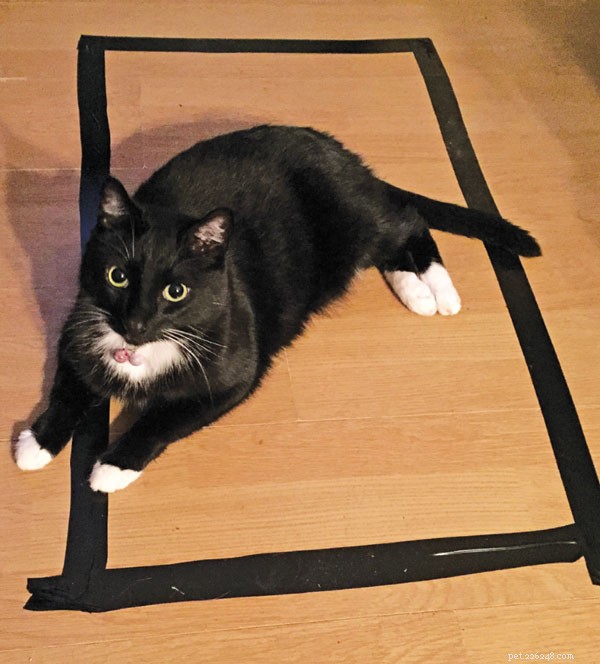 The Science Behind Cats’ Startle Response to Cucumbers