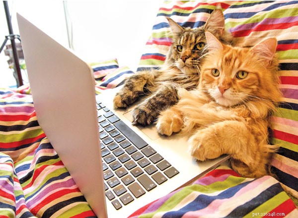 The Science Behind Cats’ Startle Response to Cucumbers