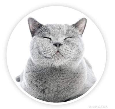 Unraveling the Enigma of Cat Purring: Science, Mystery, and Insight